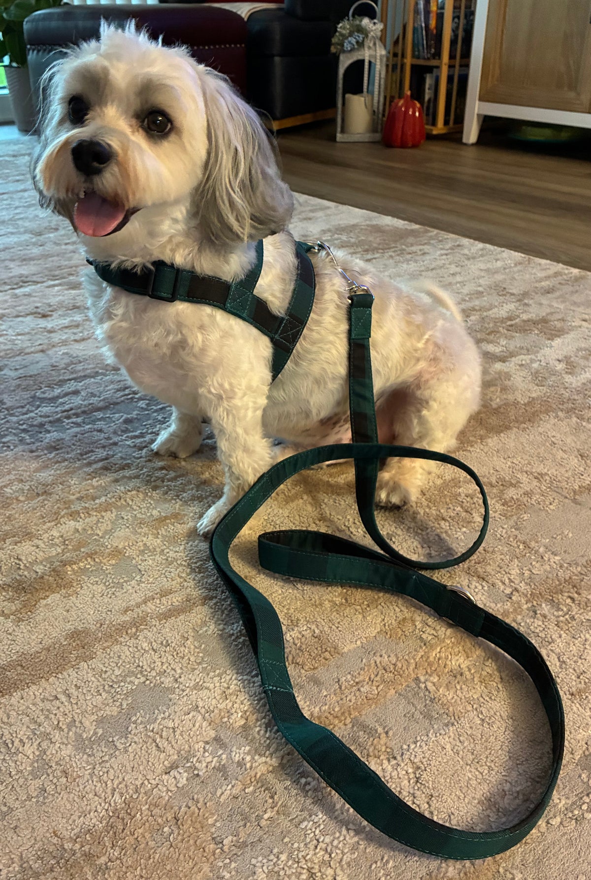 Buffalo Plaid Green Harness
